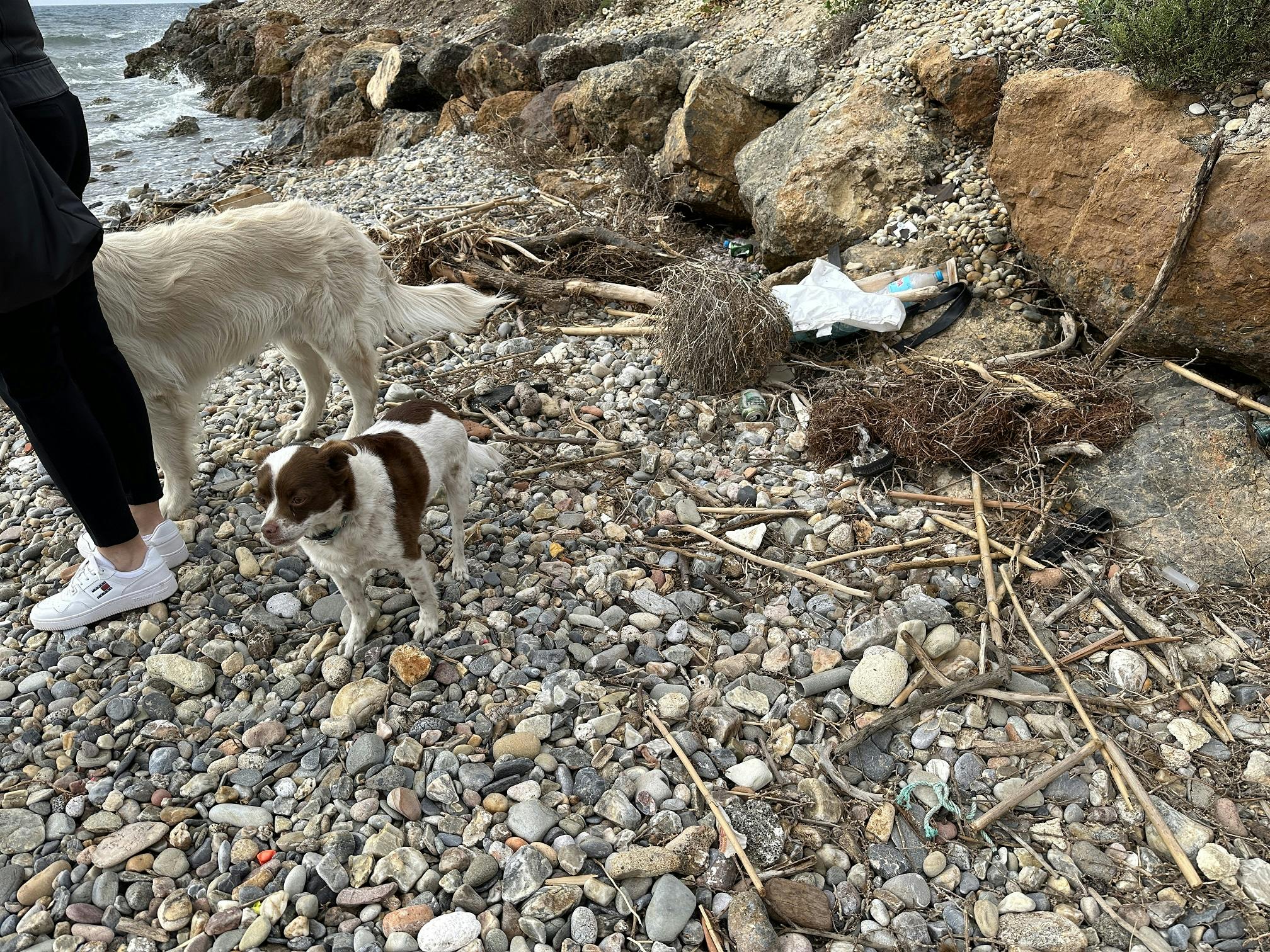 La playa canina de El Bobar se encuentra en un estado deplorable y peligroso para los perros